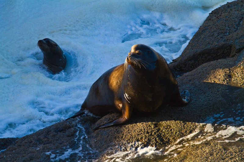 California Sea Lion